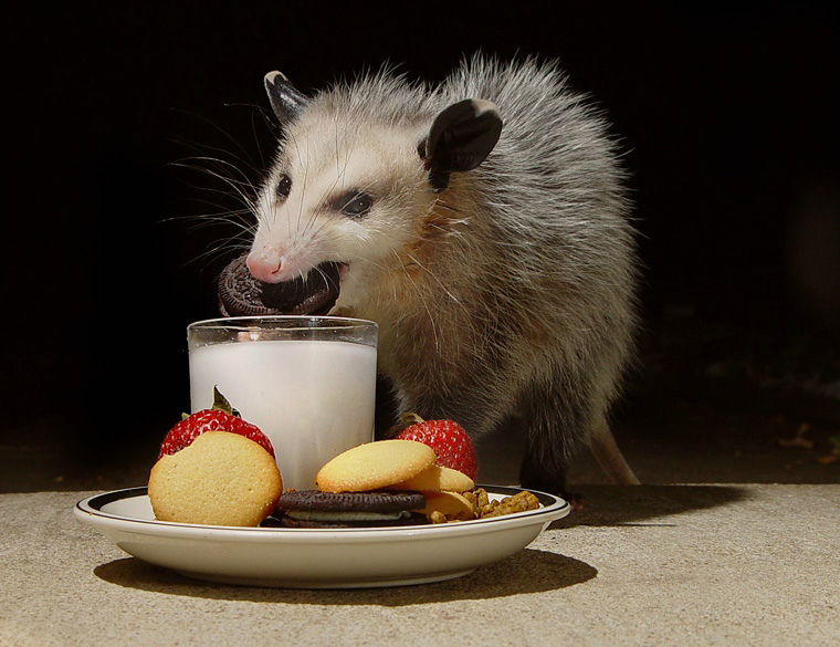 confusedbonerr's tweet photo. when i just returned home from the war (a 5min project) to an empty home (my rl is literally right next to me) but i muster the courage to cook a 4 course meal for myself (its just cookies) as a little treat https://t.co/Z9hE5rjGHf