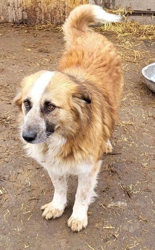 Hi, my name is Laurel and I’m very calm and gentle. I was found wandering the streets in Romania while heavily pregnant and gave birth at the shelter. I’m now 5 and would love a comfy home to put my paws up - can you help share me? 🙏 pawprints2freedom.co.uk/adopt #adoptable #adoptme