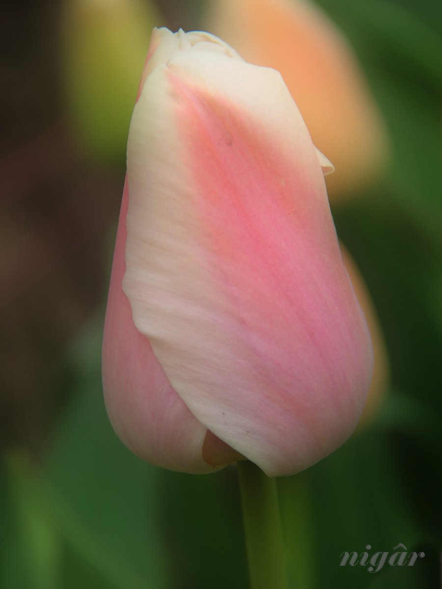 #TulipDay #tulips #mondayred
