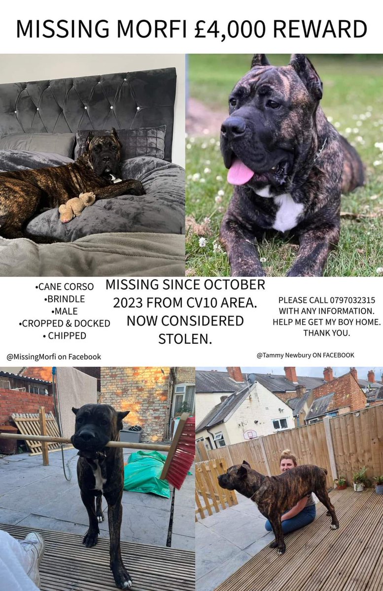 #APPEAL #Reward £4000 for the return or info on #Missing dog #Morfi #CaneCorso #Nuneaton #Bedfordshire #CV10 area facebook.com/share/p/Uj2fpH… #Lostdog #Stolen