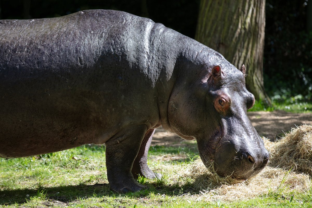 Dublin Zoo is deeply saddened to announce the passing of Ernie, our male hippopotamus.