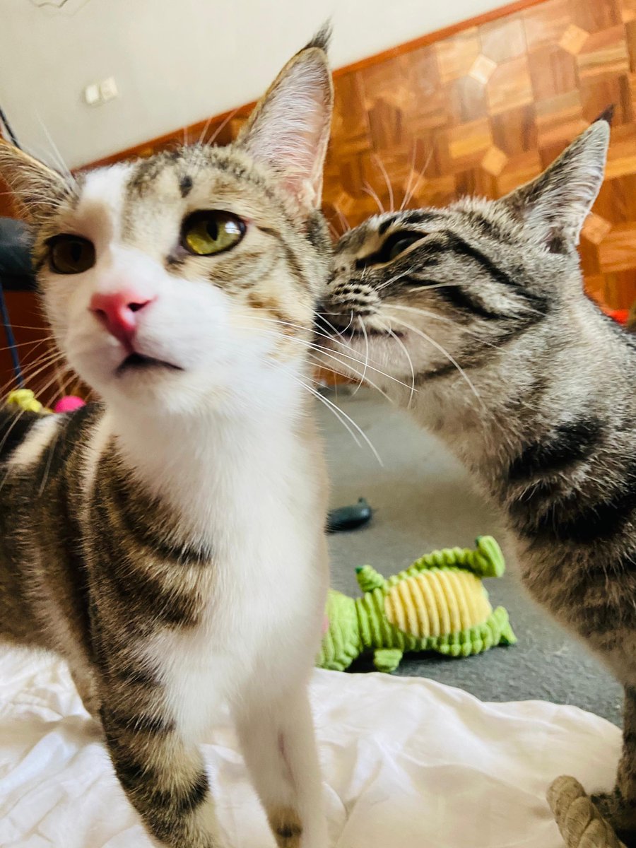 #matchmonday #facesofKSAR Meet purrfect pals Jimbo and Luna! We have another $2700 to go - our next generous 😇 donor will donate $3000 when we reach $475,000! No amount is too small. Please help us 📣 the word on this June’s massive ✈️ of 3️⃣0️⃣0️⃣ 🐶and 🐱 to their fur-ever 🏠…