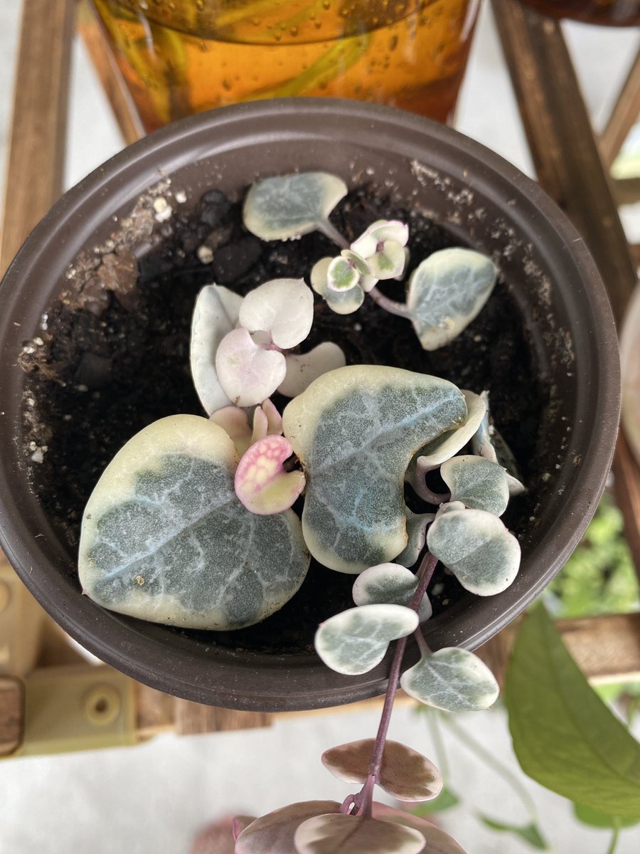 starrtato's tweet photo. More plant growth https://t.co/LJ5OnIZoRV