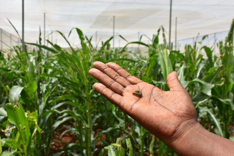 📢#GoodNews
@kalromkulima, supported by @CIMMYT, has developed and released armyworm-resistant maize 🌽varieties to enhance food security in #Kenya.
bit.ly/3ygr7Rh
#CIMMYT2030 #PlantHealthDay