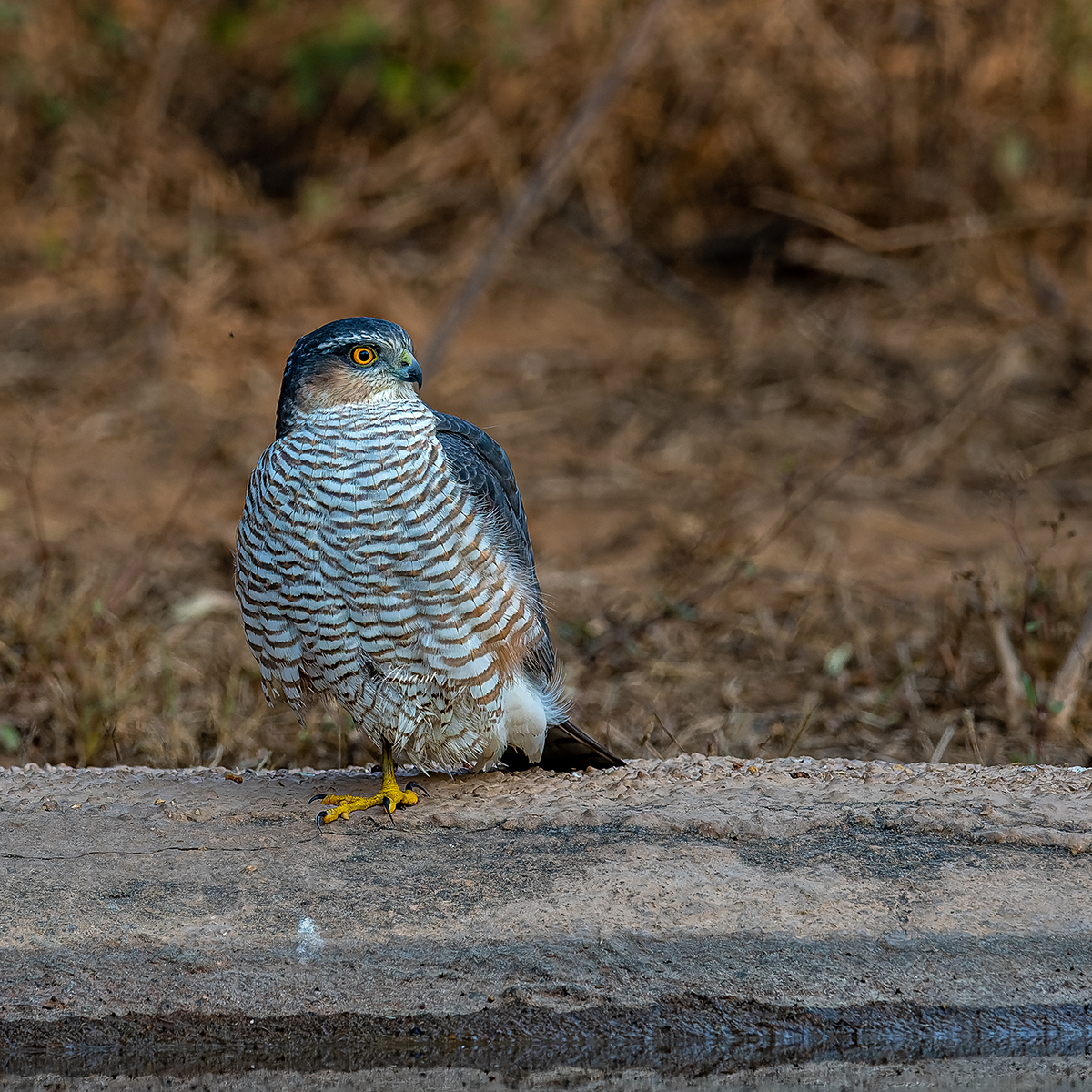 A Female Eurasian Sparrowhawk at Jaipur, Rajasthan #birdingphotography #beautifulbirds #world_bestnature #Birdwatching #BirdPhotography #photographylovers #birding #photoMode #TwitterNatureCommunity #BBCWildlifePOTD #ThePhotoHour #IndiAves #IndiWild @natgeoindia @NatGeoPhotos