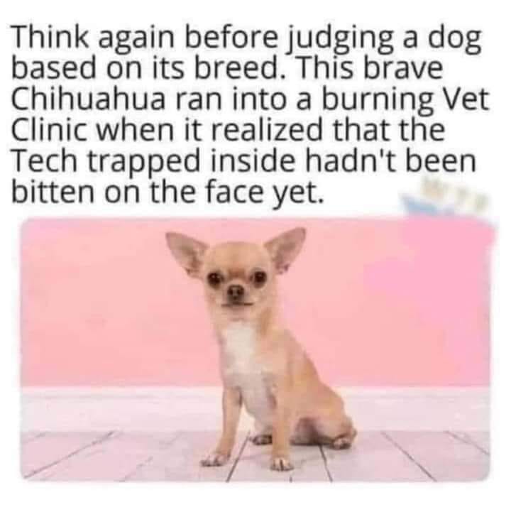😂😂😂
.
.
.
.
.
.
#FunnyMemes #PetMemes #DogMemes #FunnyDogMemes #FunnyPetMemes #PetParent #DogParent #PetParents #DogParents #PetOwner #DogOwner #PetOwners #DogOwners #DogLover #DogLovers #CanineLovers #PetLover #PetLovers #DogCompanion #DogObsession #DogObsessed #Chihuahua