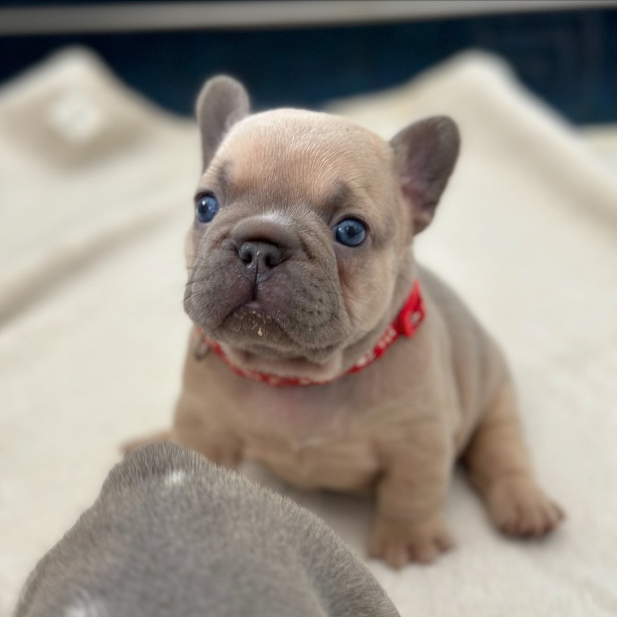 so cute 
#dailyfrenchie #instapuppy #frenchiesoftheday #frenchbulldogpups #frenchiegram #frenchbulldogstyle #frenchiemagazine #frenchbulldogx #frenchiephotos #frenchiestyle