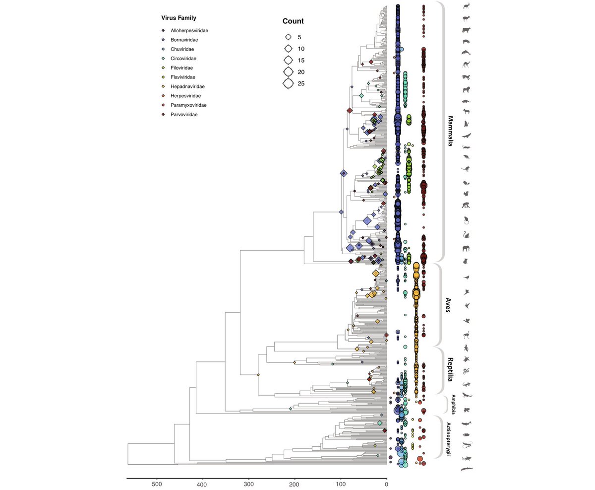 Vertebrate genomes contain millions of DNA sequences derived from ancient viruses. In work published today in Genome Biology, we provide a panoramic overview of these endogenous viral elements. shorturl.at/eGLX7 #Evolution #Virology #Genomics