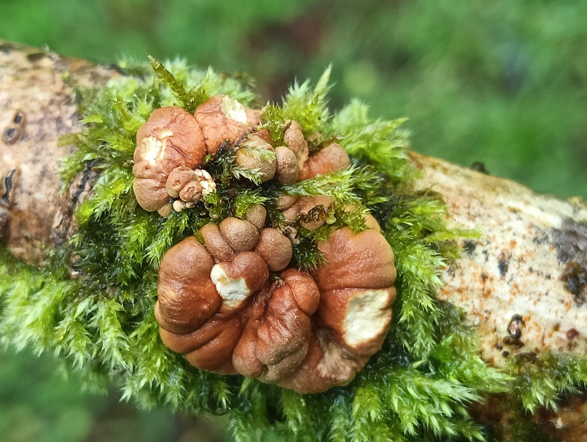 Fresh Hazel gloves #fungi in my Donegal woods.
