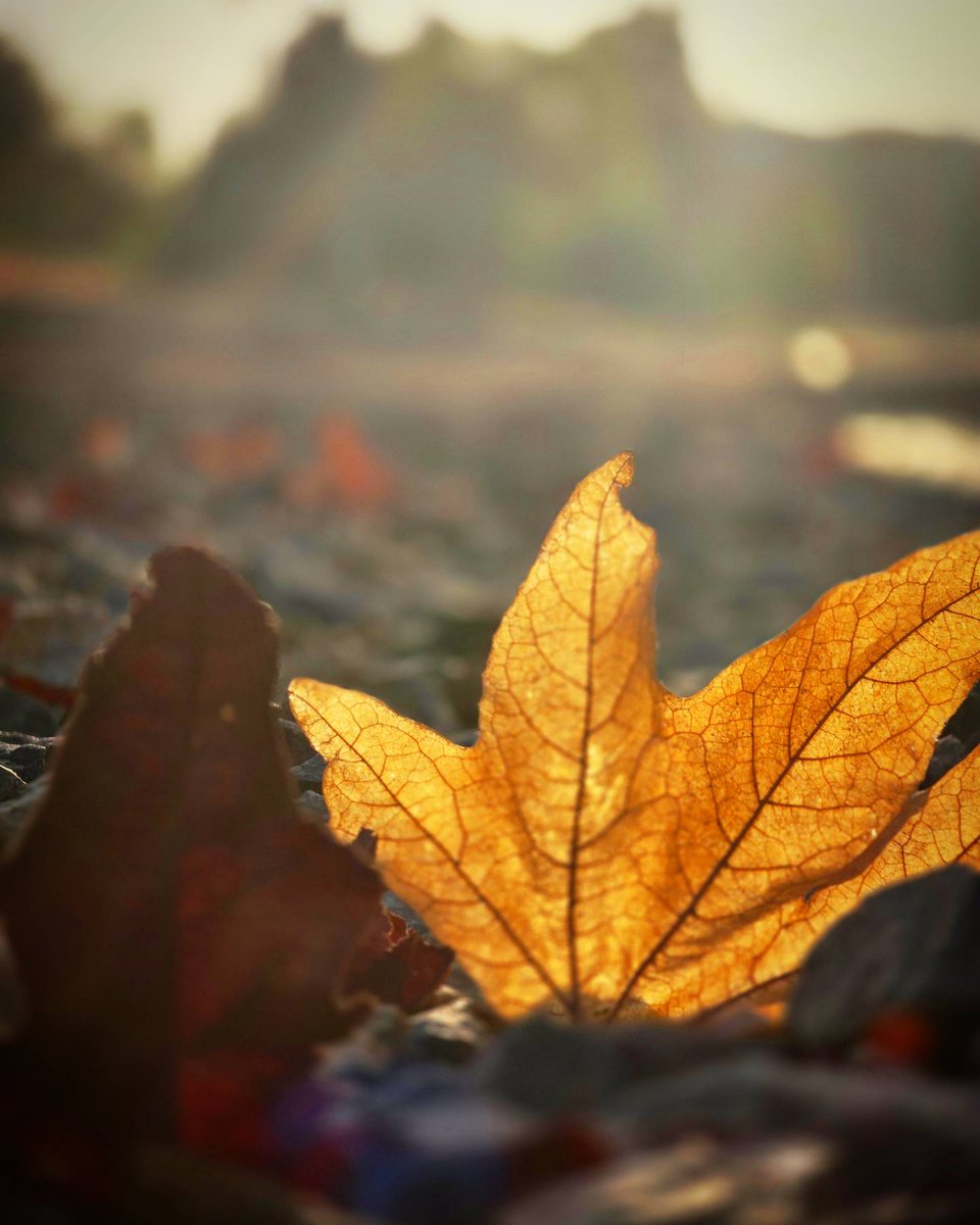 #hojassecas #hojassecas🍁 #dryleaves #leaves #hojasdeotoño #leavesonlyleaves #fallleaves #photooftheday #mexicanphotographer #aurorafreelancephoto #coloresdeotoño #colorsplash_of_our_world #colorsofcalifornia #fallcolors #naturescape #naturelovers