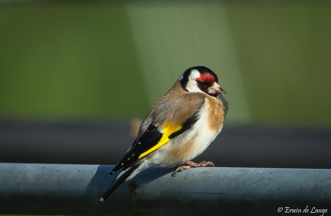 Rwindelange's tweet image. #putter #dewieden