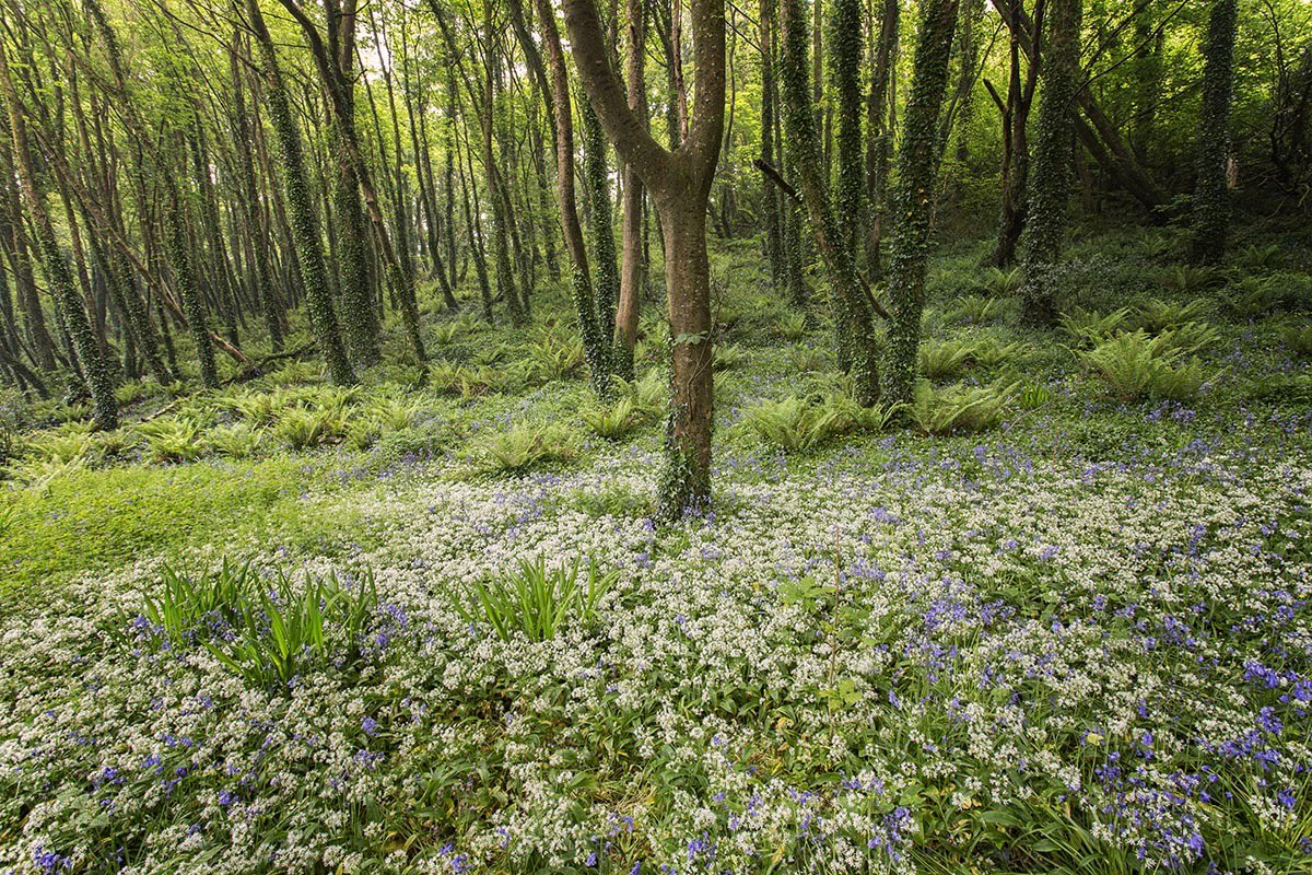 Another from Courtmacsherry yesterday. @ThePhotoHour @pure_cork @urlofcork #landscapephotography #westcork #nature #wildgarlic #Ireland #forest #trees