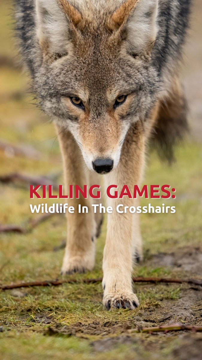 We recently announced the full public release of our documentary KILLING GAMES: Wildlife In The Crosshairs! Watch the full video: tinyurl.com/mrf8r44e #KillingGames