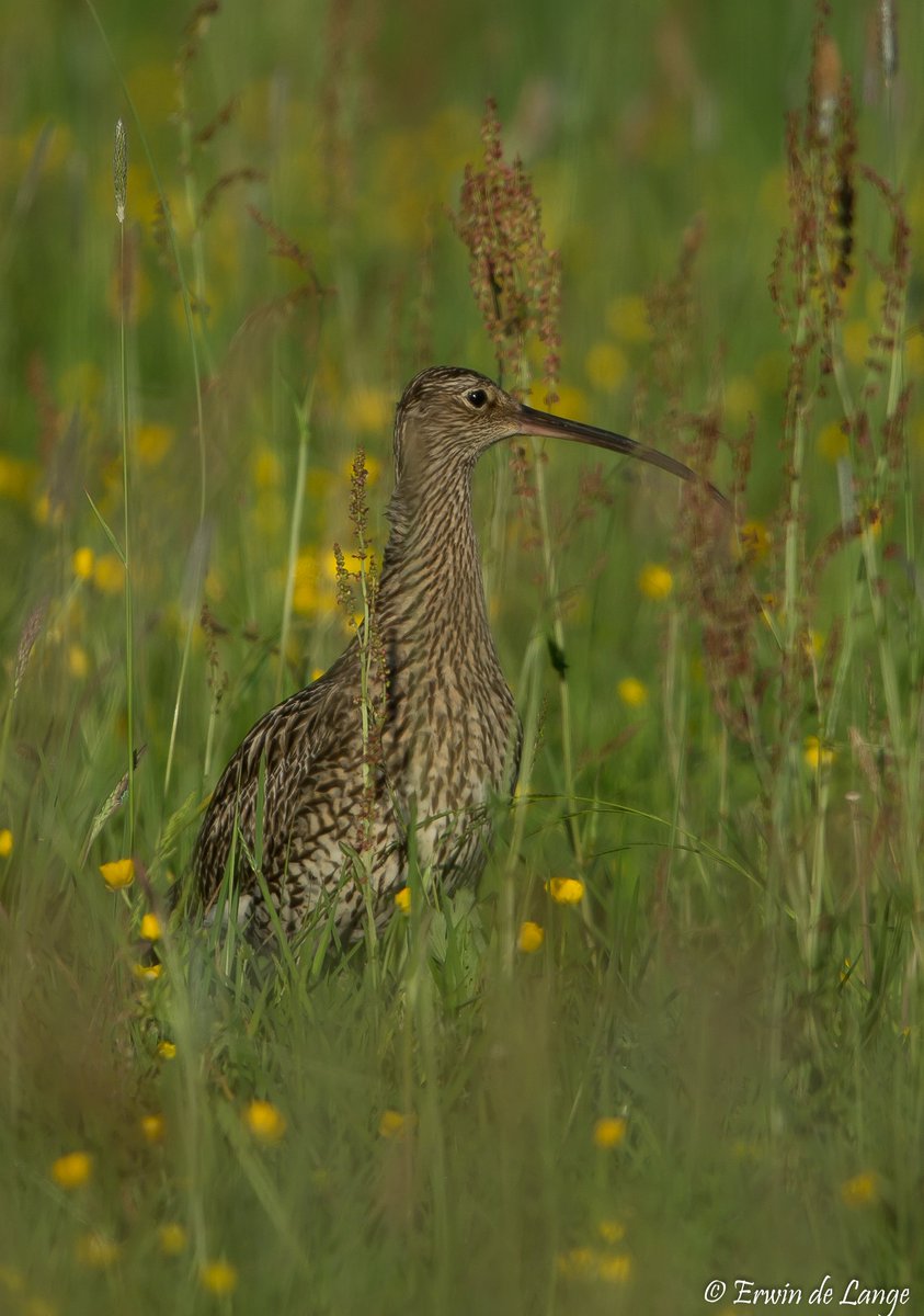 #Wulp #dewieden