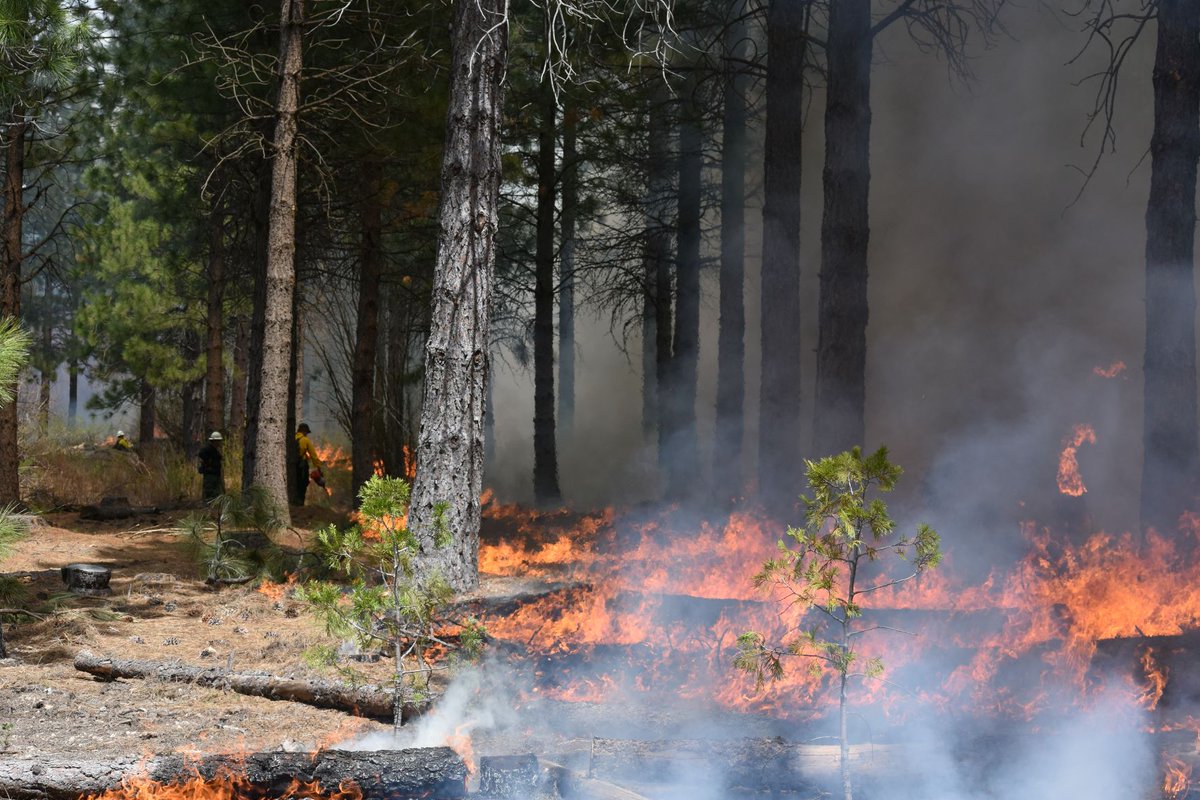 WCSAdapts's tweet photo. The Scott River watershed is a global #biodiversity hotspot with over 600 species! 

But #wildfires are increasing. Scott River Watershed Council is using prescribed fire to reduce the fuel load and provide migration corridors for species. Learn more: https://t.co/1lCdh5Ph2y https://t.co/Yx53HxalcY