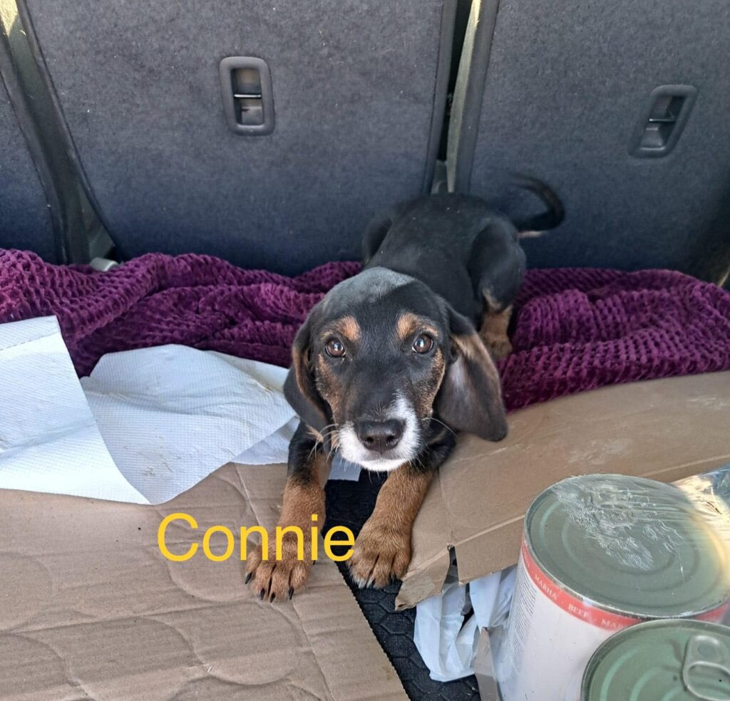 💗CONNIE💗 Could you offer Connie a foster or adoption home in the #UK so she does not have to grow up in the shelter? 🙏 This sweet girl is 5 months old & can live with dogs & cats 🐶🐈 More ℹ️ dnvsaveanimals.com/?p=5456 #k9hour #teamzay #AdoptDontShop