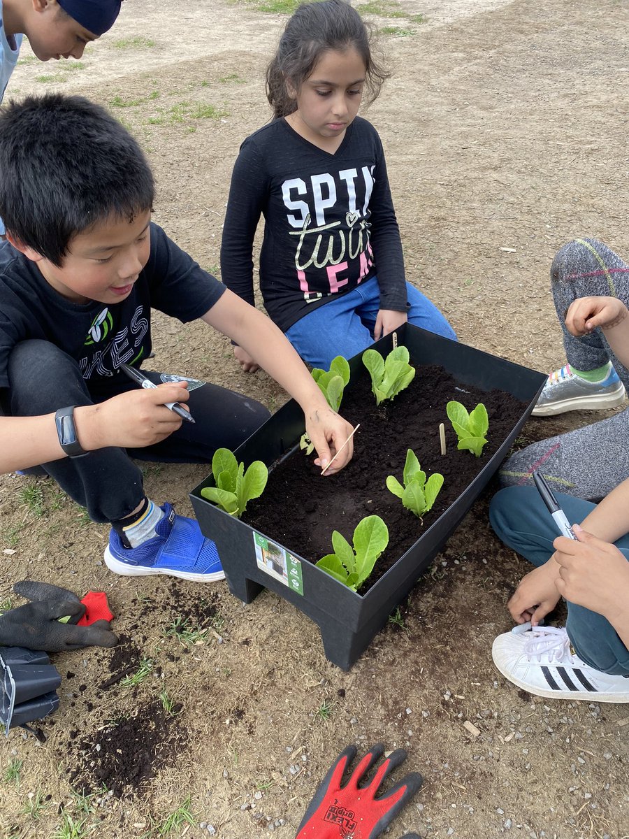 Thank you <a href="/LSF_LST/">LSF/LST</a> for providing funding for our class to grow lettuce! <a href="/ddwhdsb/">Dr. David R. Williams Public School</a> <a href="/EcoSchoolsHDSB/">HDSB EcoSchools</a>