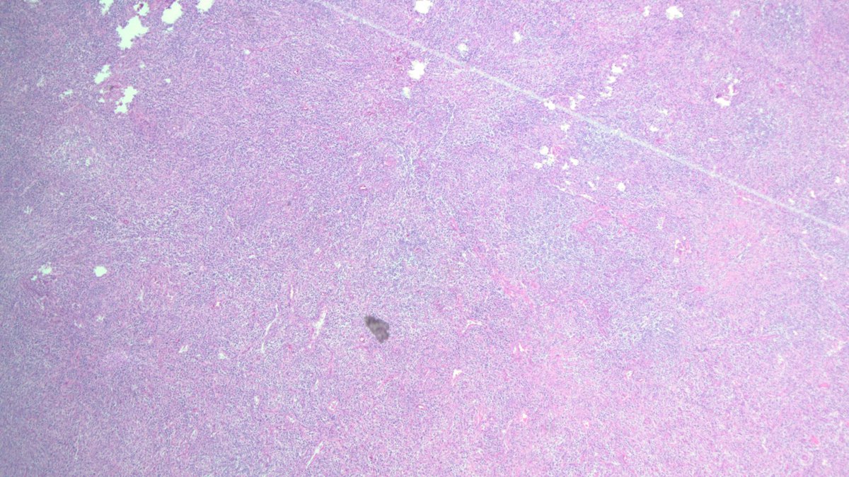 Feras Zaiem, MD tweet media