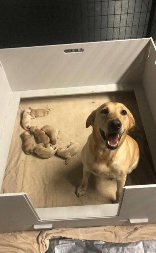 What a beautiful picture. One very proud mum and her beautiful babies!