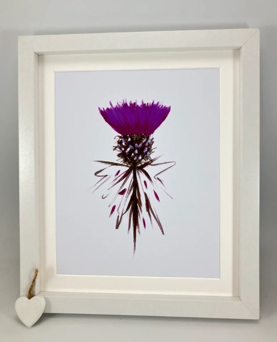 🩷Contemporary Scottish Thistle original art print 💜 #earlybiz #mhhsbd #firsttmaster #elevenseshour 
etsy.com/uk/listing/166…