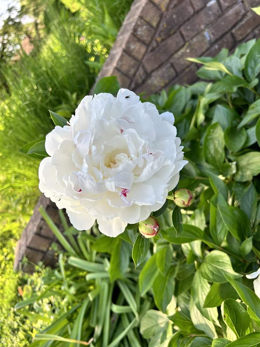 Ssschultz21's tweet photo. To all my fellow peony lovers. Spectacular blooms this season https://t.co/4yMu0EIsfU