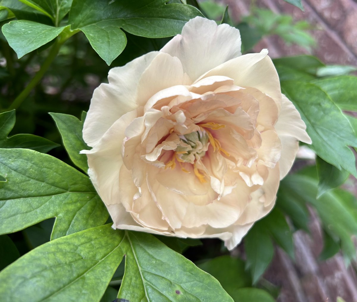Ssschultz21's tweet photo. To all my fellow peony lovers. Spectacular blooms this season https://t.co/4yMu0EIsfU