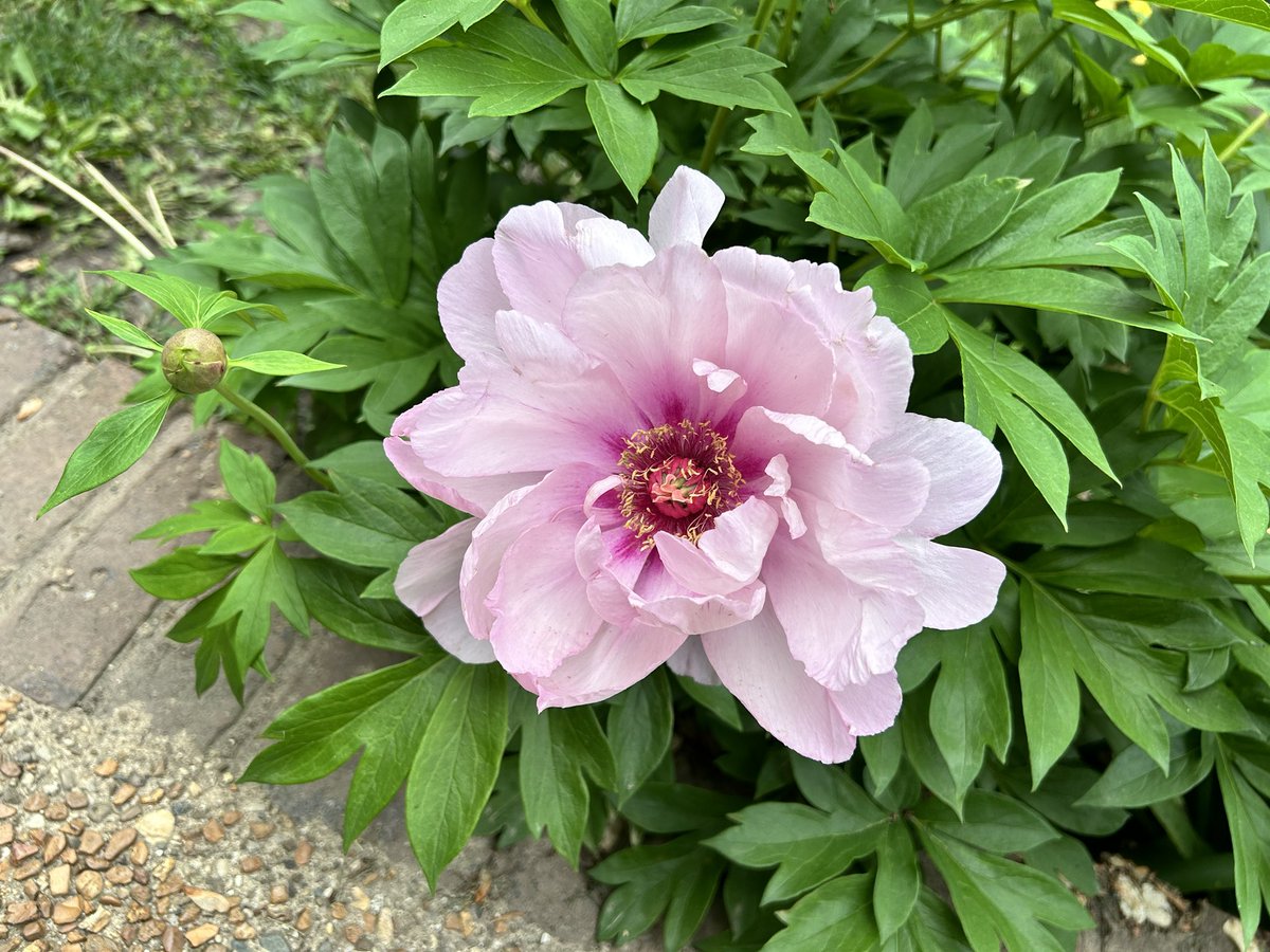 Ssschultz21's tweet photo. To all my fellow peony lovers. Spectacular blooms this season https://t.co/4yMu0EIsfU