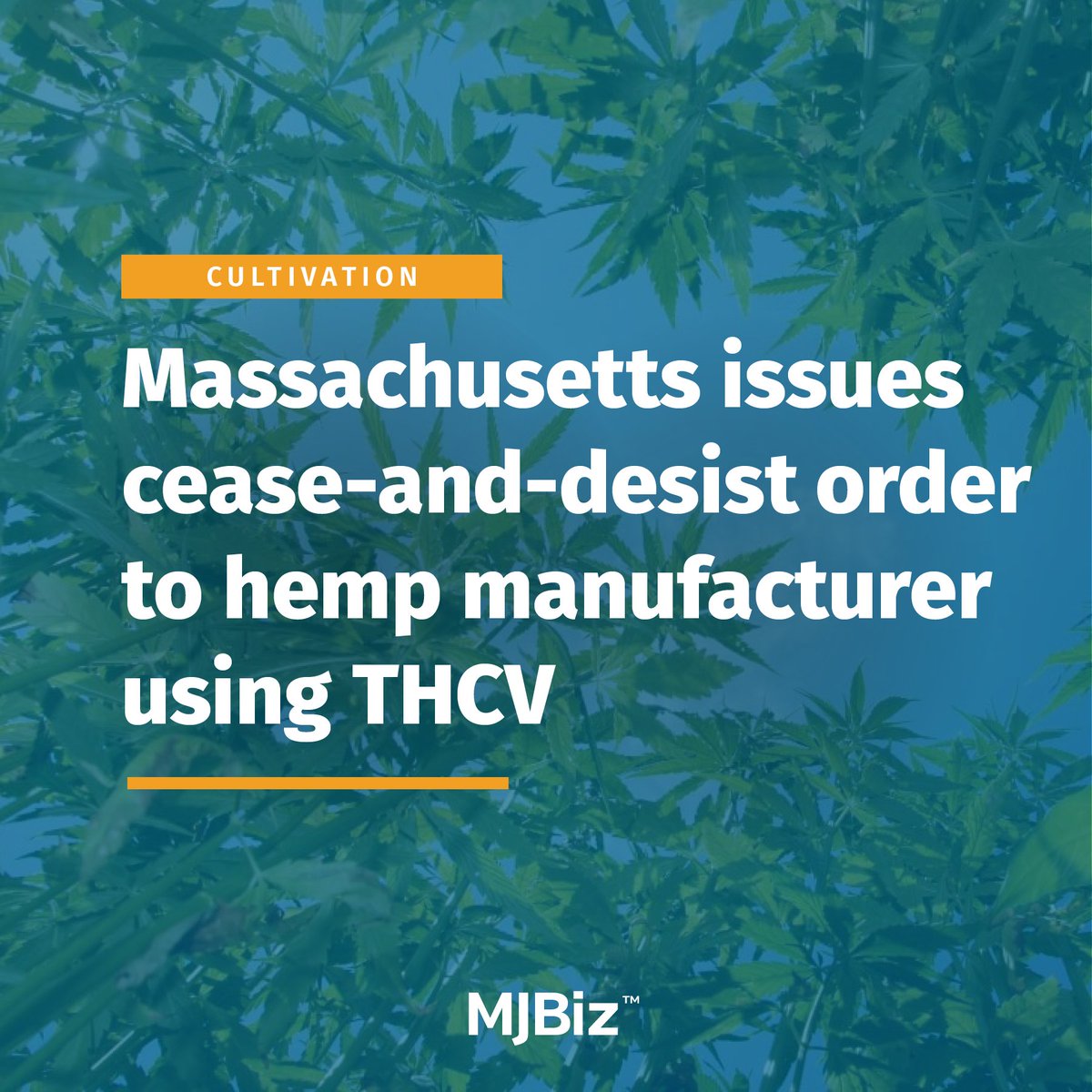 #Massachusetts regulators have issued a cease-and-desist order to a licensed #hemp manufacturer in the state to halt the production and transfer of any products containing THCV. Read the full story here: bit.ly/4beKUzf (Photo by Davido/stock.adobe.com)