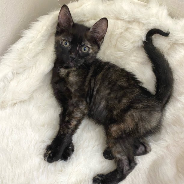 NEED A NAME! Pretty Girl needs a new name. Please remember that her name cannot reference her special needs. Ready…. Go! #snapcats #specialneedscatrescue #catswithmobilitychallenges #catswithmobilityissues #ch #catswithch #cerebellarhypoplasia #wobblycats #ataxiccats #kittens