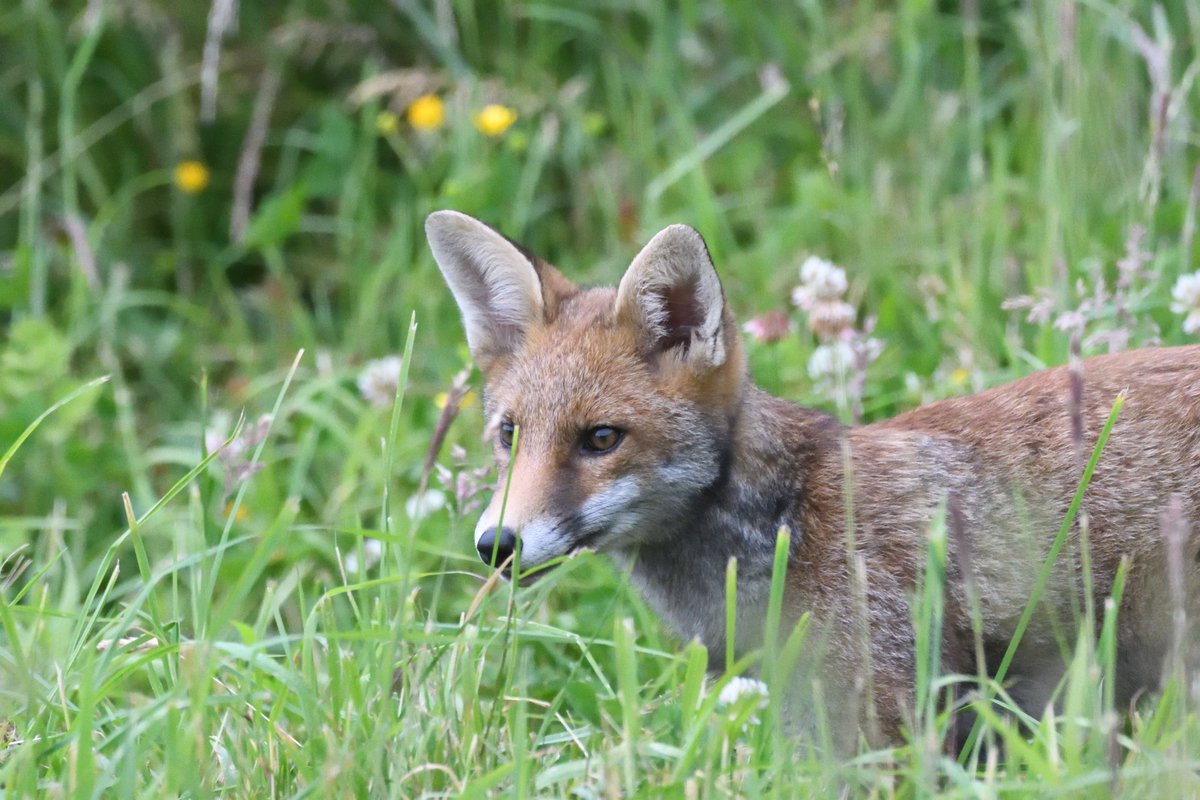 This week's Monday Mammal is the red fox! Our largest terrestrial predator Common throughout the UK Adapted to lots of habitats including urban habitats @Mammal_Society