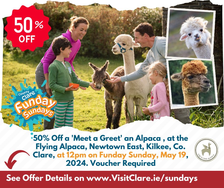 The Alpaca Meet and Greet 💛💙 This is perfect for kids and adults! With the chance to feed these gentle creatures and pet them. It is a unique opportunity to bond with these adorable animals filled with laughter, joy, and plenty alpaca love! visitclare.ie/sundays/