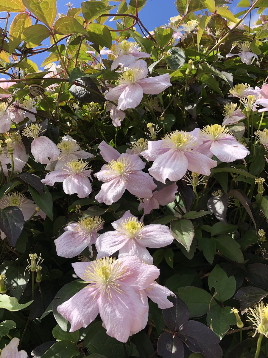 Clematis Montana; These are delightful! . . .🌸 Not only are they like an aroma floral curtain flowing up your garden fence or wall, they have the most beautiful scent! 💕🌱 📸 Me ~ #MagentaMonday