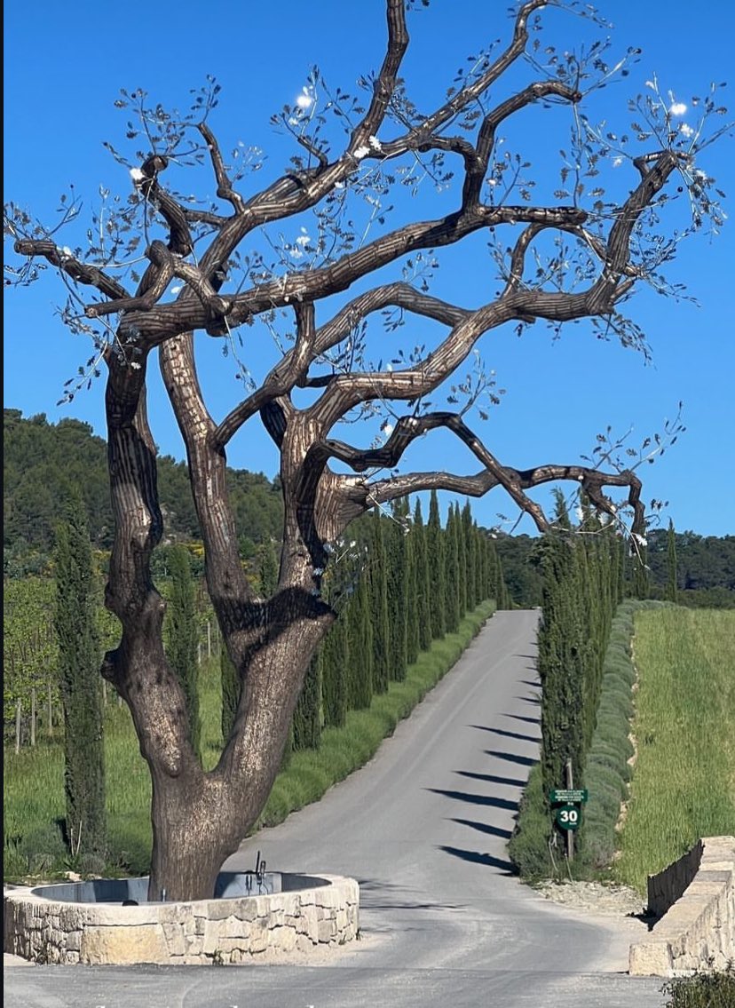 This is a dead oak tree completely embroidered  in stainless steel by Vietnamese   artist Tia-Thuy Nguyen on the  grounds of @ChateauLaCoste_ Beyond beautiful ♥️