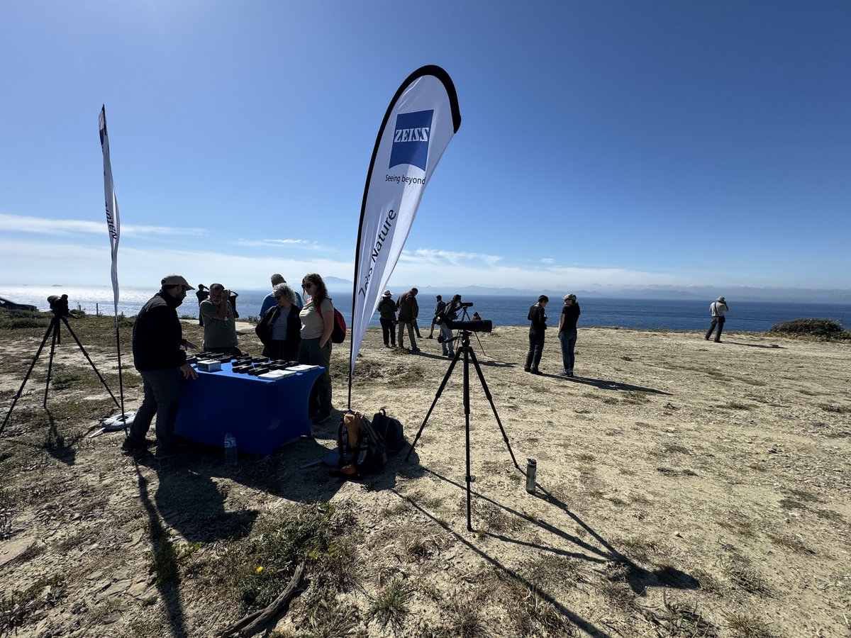 Birding The Strait tweet media