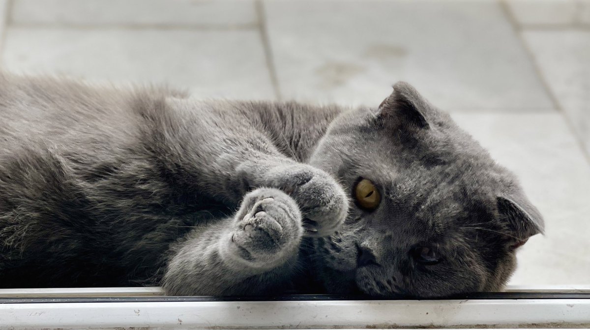 ARΞFΞH🇮🇷 tweet media