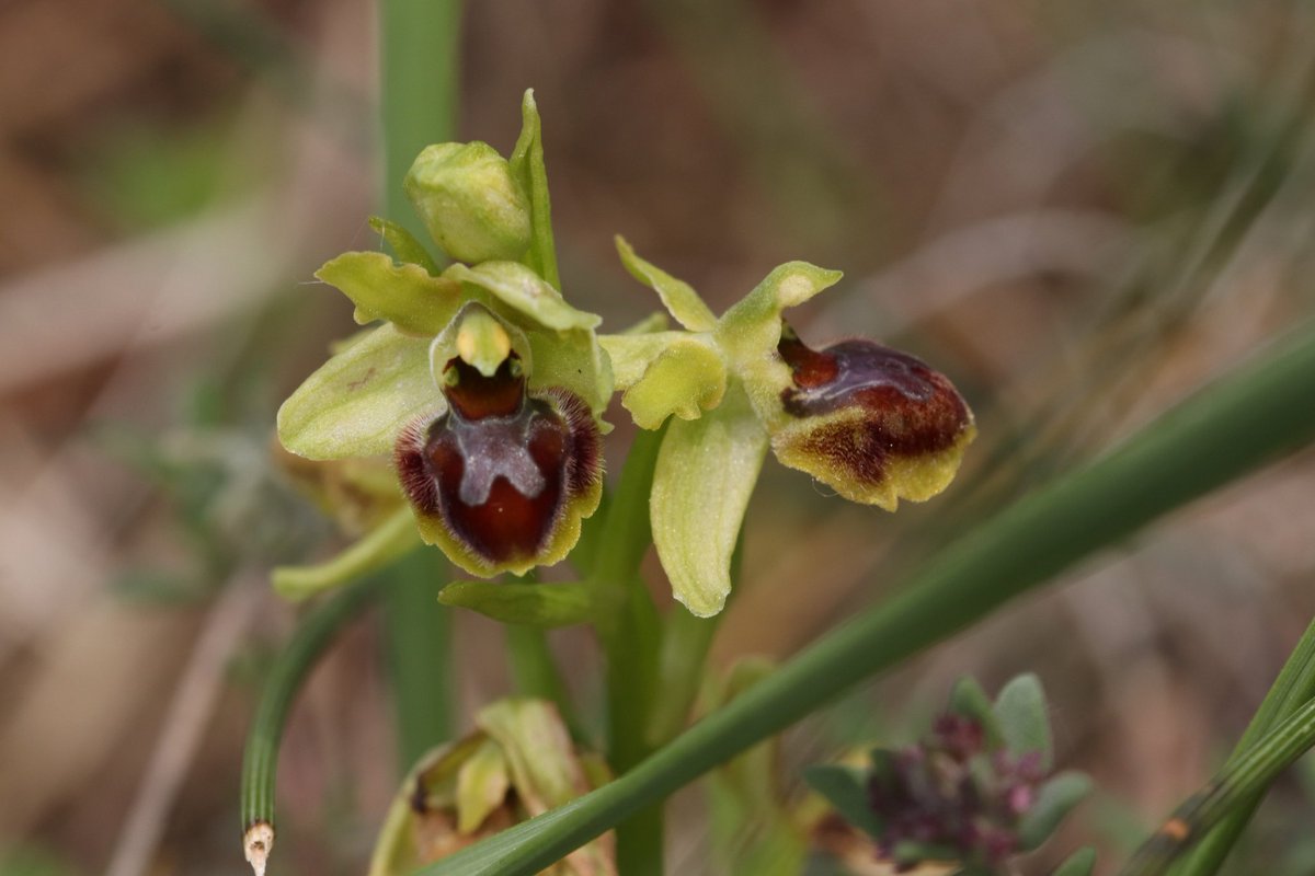 Orquídia petita aranya (Ophrys araneola)! La meva primera orquídia del gènere Ophrys i quina cosa més maca🥰