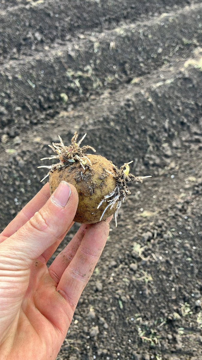ChrisDeGroot16's tweet photo. Een drukke week achter de rug waarin veel werk is verzet!
De voorgekiemde twisters van @sayagrico hebben na twee dagen in de grond de gang al te pakken.
#groeizaamweer https://t.co/Uq3u7a5RV8