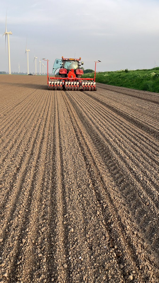 ChrisDeGroot16's tweet photo. Een drukke week achter de rug waarin veel werk is verzet!
De voorgekiemde twisters van @sayagrico hebben na twee dagen in de grond de gang al te pakken.
#groeizaamweer https://t.co/Uq3u7a5RV8