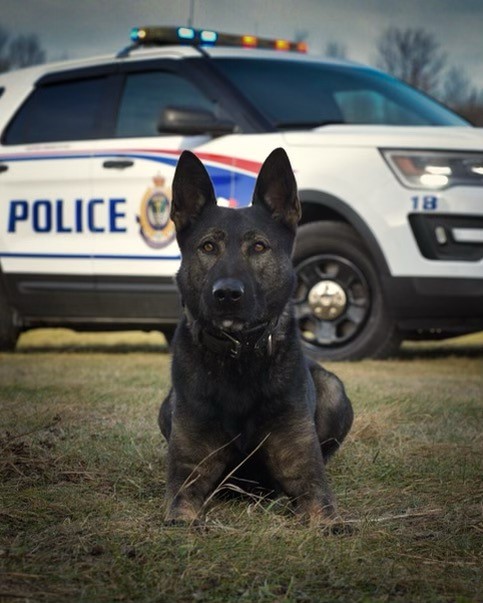 Media Release - Monday, May 13, 2024 ➡️ Three impaired arrests including one arrest as a vehicle connected to another impaired incident was being towed from the same parking lot. ➡️ K9 Isaac helps make arrest after a Cavan-Monaghan scrapyard was broken into ➡️ Two teens wanted