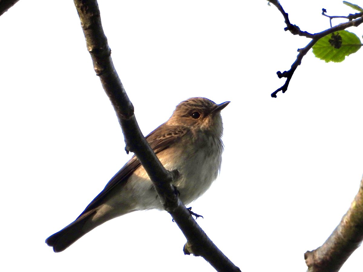 Spotted flycatcher, Commondale
Tricky photographing three dashing from high perches to catch insects in dappled shade this evening. But fun trying. Red listed, sadly strongly declining numbers. 😢 @nybirdnews @NorthYorkMoors @teesbirds1 @Natures_Voice @YorksWildlife @NatureUK