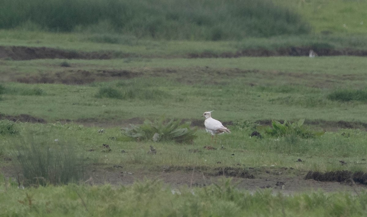 On May 7th I added this Lapwing at Vlissegem to my Leucistic 'collection'.