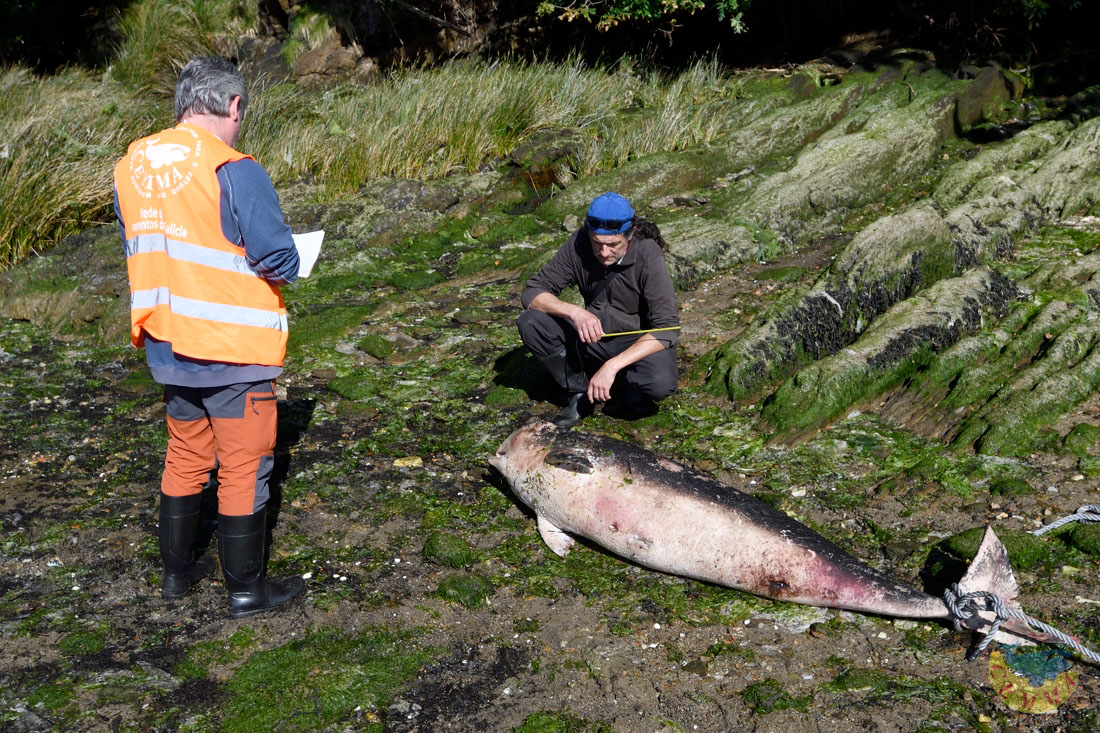 covelo_pablo's tweet photo. First pygmy sperm whale recorded in Galicia (NW Spain) so far this year (319 total strandings). A juvenile male. Biological samples collected for analysis. #kogiabreviceps #pygmyspermwhale #kogiidae #marinemammals #strandingnetwork https://t.co/xEatyPcffR
