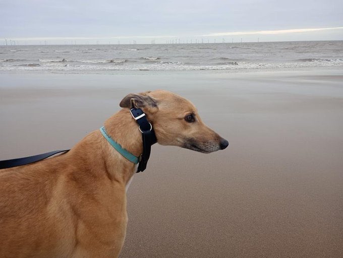 Meet new boy KENSIE who is pictures enjoying a day trip to the beach. He’s available for adoption and is a biiiiig boy. 🐾🐾 contact @fenbankgreys now for full details #K9Hour #RehomeHour