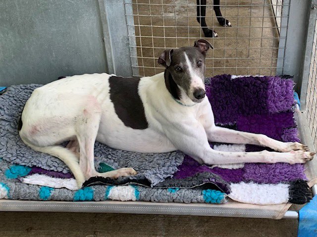 BEAR (DOB 01/01/2018) What a mischievous lad full of fun and games. Loves a good fuss and games in the paddock. Gets on well with the other hounds but can get excited around other breeds. A lovely boy who will benefit from more training. @fenbankgreys #K9Hour #RehomeHour
