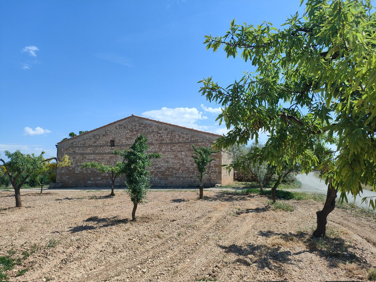 xaviersole's tweet image. 🏡Cabanes de #pedra 
Al #secà de la Vall de la Femosa 
Puigverd de Lleida 

#rural #pagesos #arquitectura #cabana #ametllers