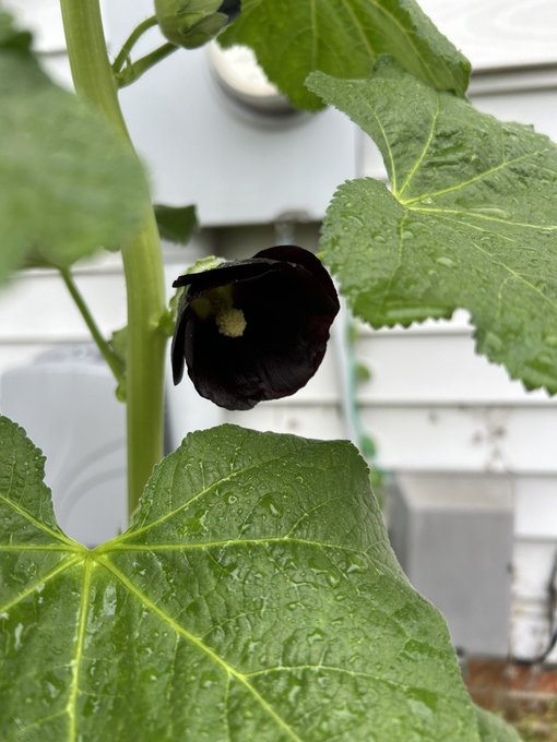Today is my Mother&rsquo;s Day. My black Hollyhock is flowering! https://t.co/9kd0cEl7Ly<a href="/tag/realloyalfans"class="tags"><span>#realloyalfans</span></a>