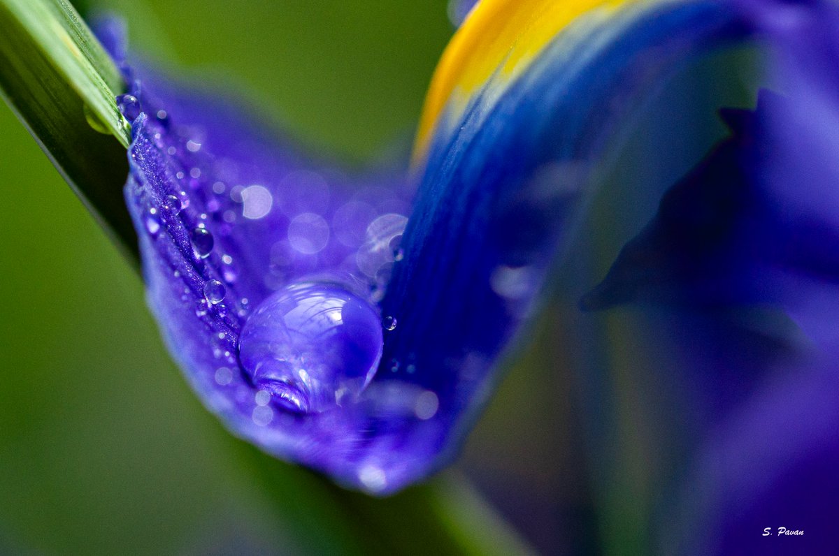 SoniaPavan3's tweet photo. QP a photo with water droplets. https://t.co/ESZIRuACWb