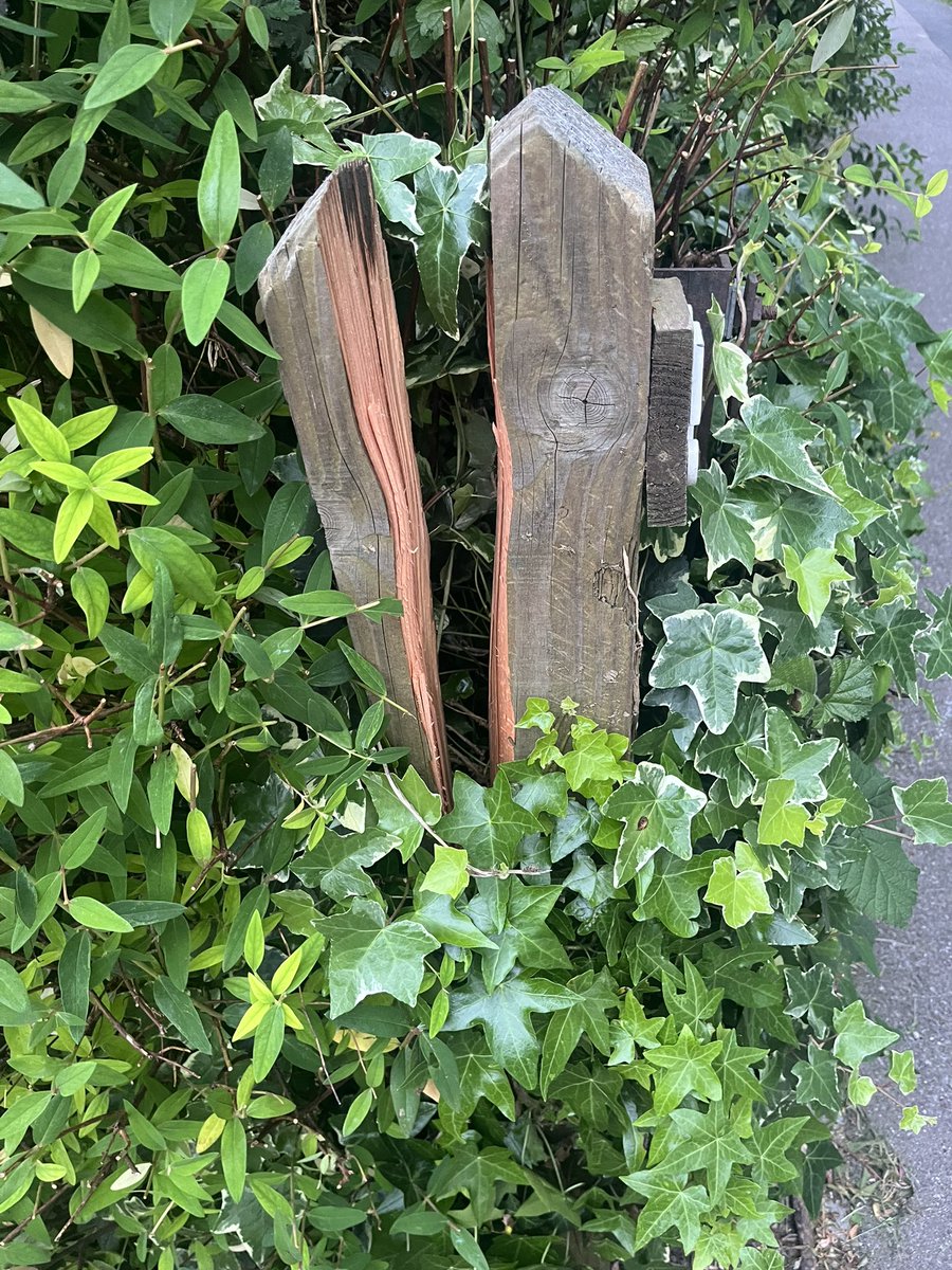 Bluebird PR tweet media