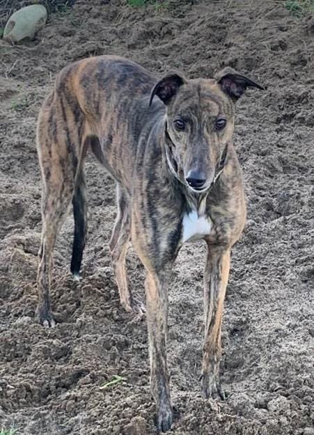 ELLA (DOB 01/09/18) is a very sweet natured girl who loves people, toys & attention. She walks nicely on a lead but can be easily distracted by wildlife. Her prey drive is still high from her racing days. @fenbankgreys are getting her used to other breeds #Rehomehour #K9hour