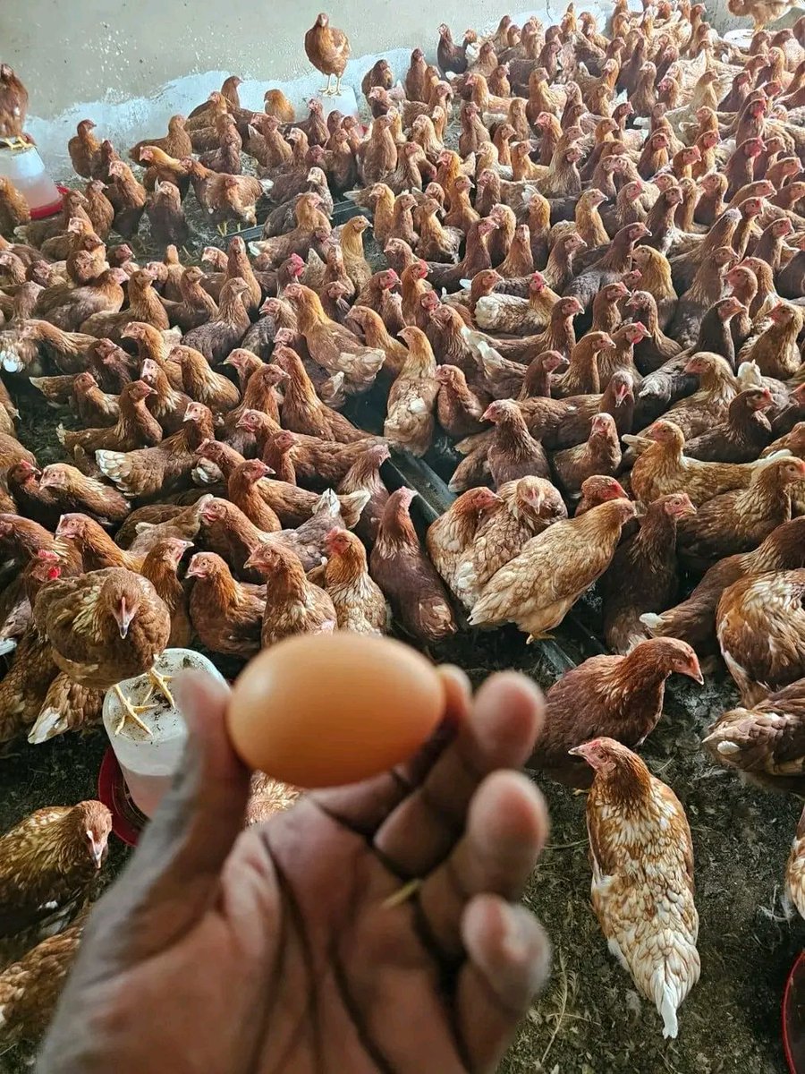 FACTORS THAT AFFECT THE SIZE OF EGGS LAID BY HENS There are many factors that affect the size of eggs laid by an hen. These factors include: 1. FEED Feed that is well balanced give a bigger eggs than feed that is poorly balanced. Also restricting the birds of feed lead to